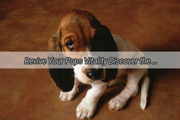  Revive Your Pups Vitality Discover the Ultimate Medication for Canine Pyrexia